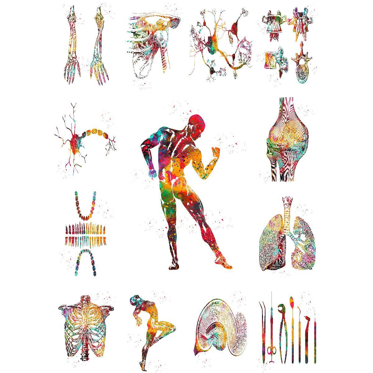 Interior Design Education - Póster De estructura muscular anatómica, impresión
